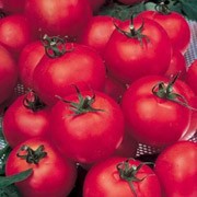 Nimbus F1 - 2016 ANO ve skleníku